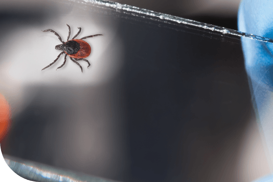 Badania chorób odkleszczowych